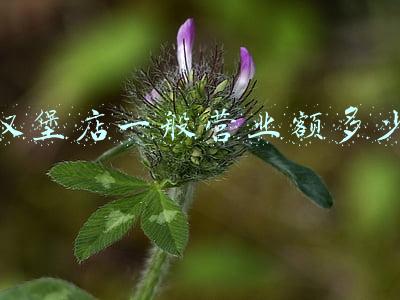汉堡店利润一般在多少:汉堡店毛利率一般有多少