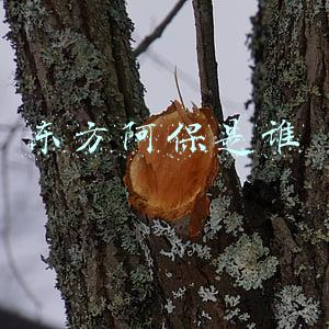运鸿肽家园东方阿保(打造互联网+双引擎运鸿集团李玉保打破藩篱)