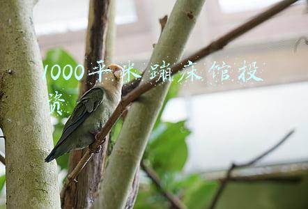 1000平米蹦床馆投资