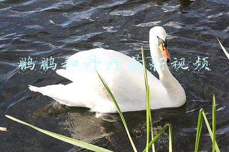 鹏鹏和丹丹最新视频