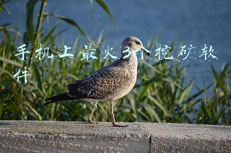 手机上最火3个挖矿软件