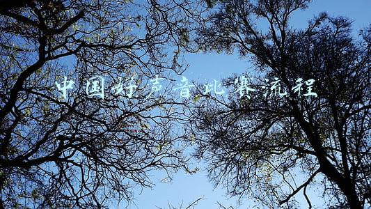 中国好声音比赛流程