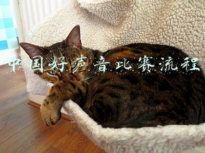 中国好声音比赛流程