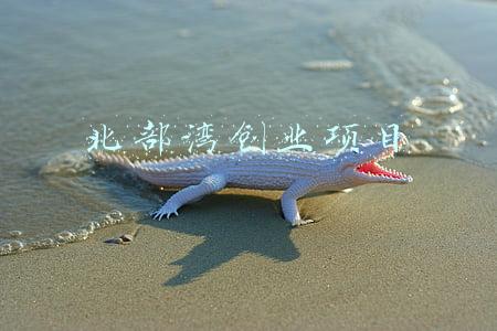 北部湾创业项目