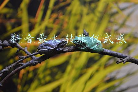 抖音最火转账仪式感