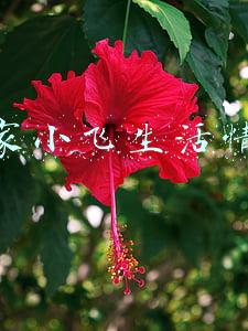 刘家小飞生活情感