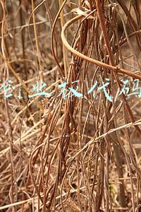 创业板代码是什么数字开头(A股大盘中的沪指、深指、创业板指、科创50指数的区别和不同？)