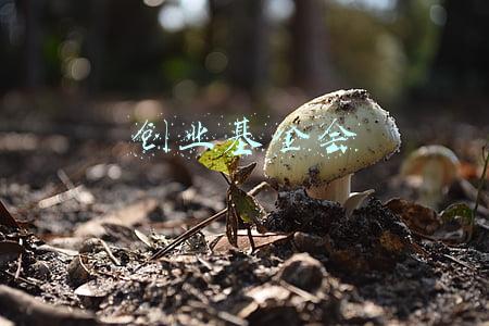 河北省残疾人创业基金会(河北残疾人创业基金会：爱心奉献共筑慈善公益事业大发展)