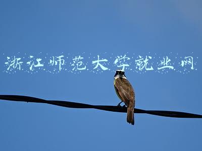浙江师范大学就业网