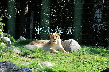 中小投资