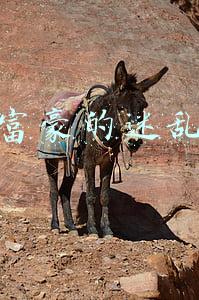 深圳富豪的迷乱生活