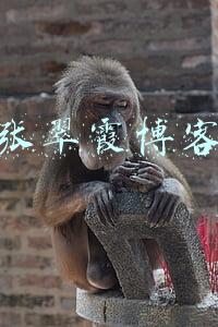 张翠霞个人简介(张翠霞：把握“两低一高”投资主线)