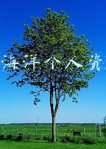 叶海洋个人资料