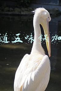 辣有道五味锅加盟费