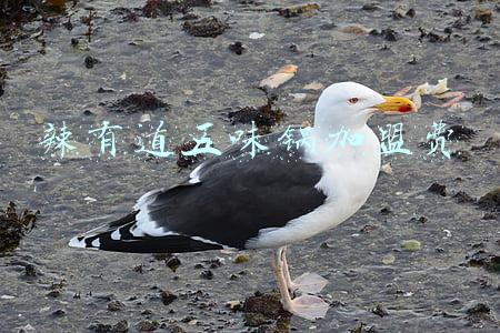 辣有道五味锅加盟费