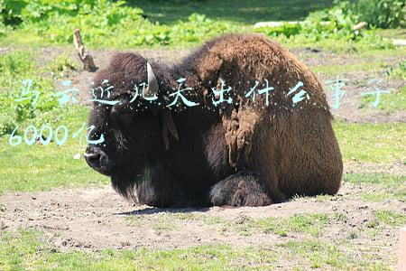 马云近几天出什么事了6000亿
