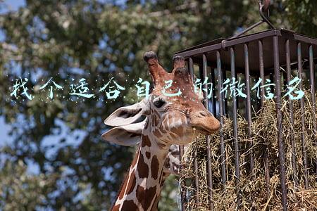 找个适合自己的微信名