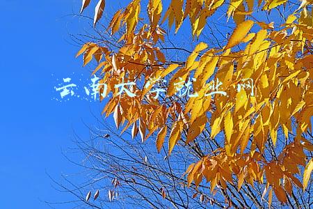 云南大学就业网站(云南大学：近三年本硕博就业率均达95%以上)