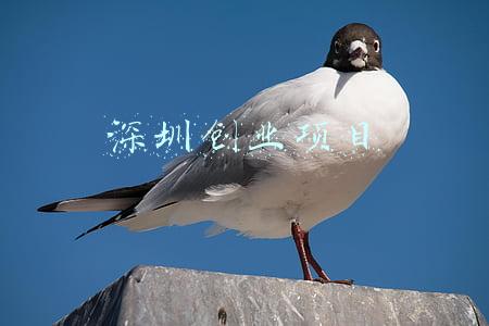 深圳创业项目