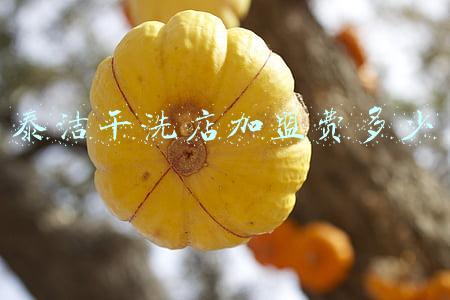 泰洁干洗店加盟费多少钱(泰洁干洗加盟可靠吗)