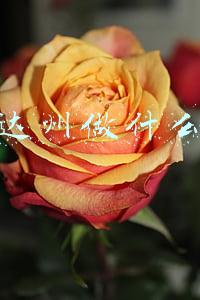 四川达州做什么赚钱