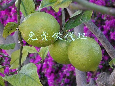 免费手游代理平台(盘点手游代理市场国内最大的几个代理平台)