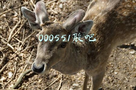 000551股吧