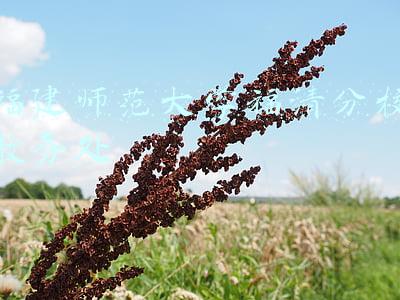 福建师范大学福清分校教务处官网(福建师范大学福清分校召开校园安全暨防汛备汛工作会)