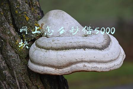 有没有秒借500的平台(电销“猫腻”：智能外呼系统号称一天可打千次电话并能防封号)