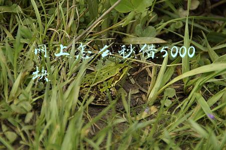 网上怎么秒借5000块