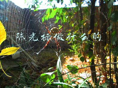 陈光标为什么被捕入狱(“首善”成“首骗”，消失的陈光标去哪儿了？)