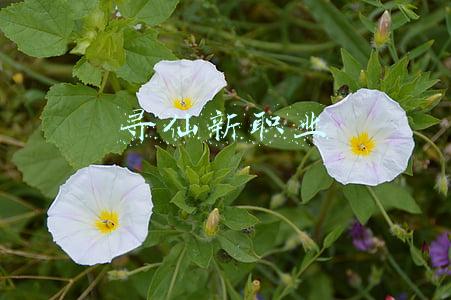 寻仙新职业爆料(《寻仙》手游：新增上品侍宠解析 玄冰白虎介绍)