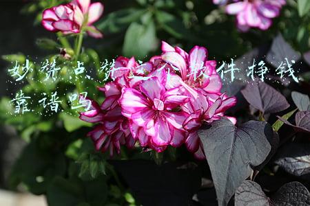妙赞点赞app骗局(点赞“雷区”，大家要避开)