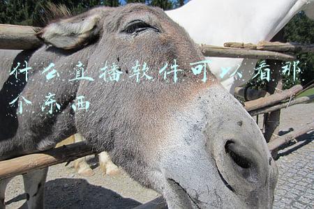 什么直播软件可以看那个东西