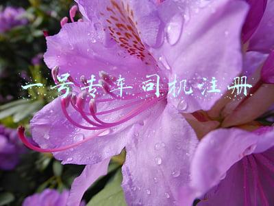 一号专车司机注册