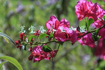 菓茗堂加盟电话(一周观展指南)