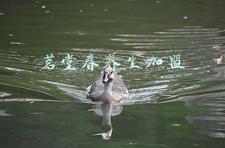 茗堂春养生加盟