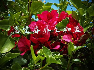 梦茗堂(好书·推荐)