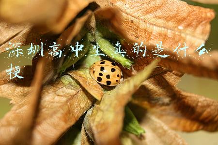 深圳高中生真的是什么梗