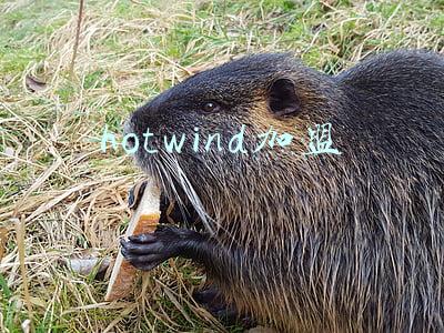 hotwind加盟