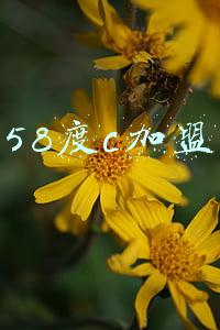 58度c加盟