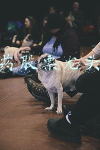 医药股票龙头股排名前十(A股市场：价值投资时代来临，未来十年，A股最具投资价值的10只医药龙头)