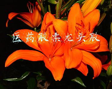 疫苗医药股票龙头股(疫苗板块两年内爆发，关注三只龙头股足够)