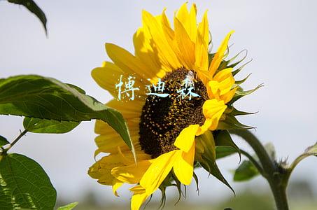 杨凌博迪森(咸阳9月7日局地停电信息)
