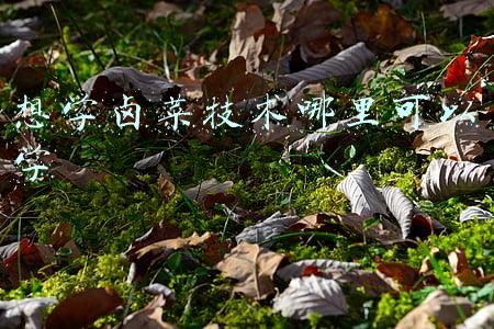 想学卤菜技术哪里可以学