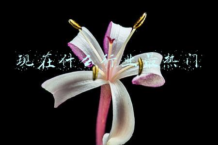 现在什么行业最热门