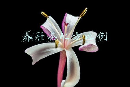 养肝茶配方比例