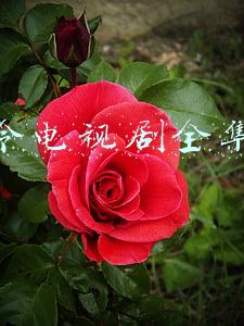 山河令电视剧全集西瓜