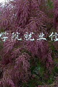 新乡学院就业信息网学生登陆窗口(关注！新乡学院2021年招生信息几点变化)