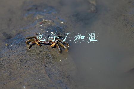 电子厂加盟